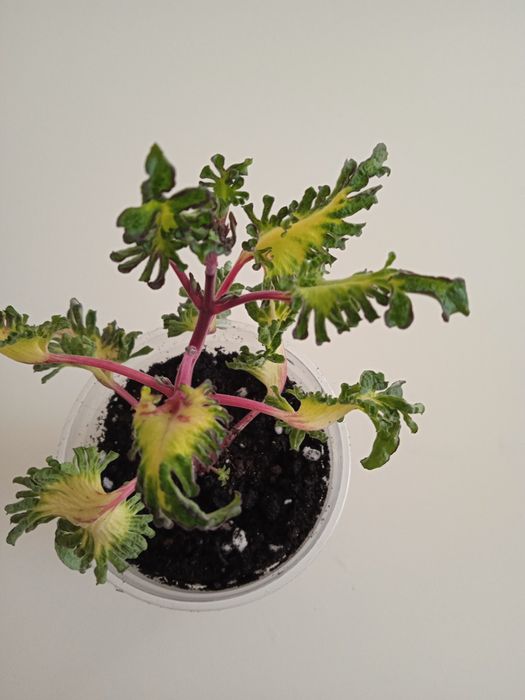 Продам отросток колеуса