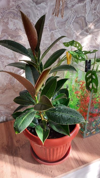 Фикус каучуконосный