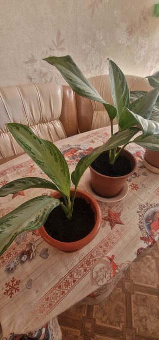 Комнатные цветы.