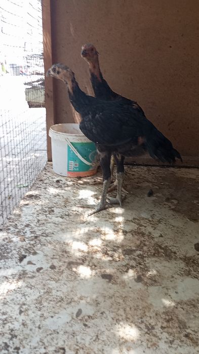 Kafolati bor kelishamz