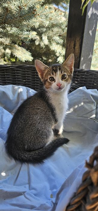 Котёнок 1,5 мес,мальчик. Мама абссинка
