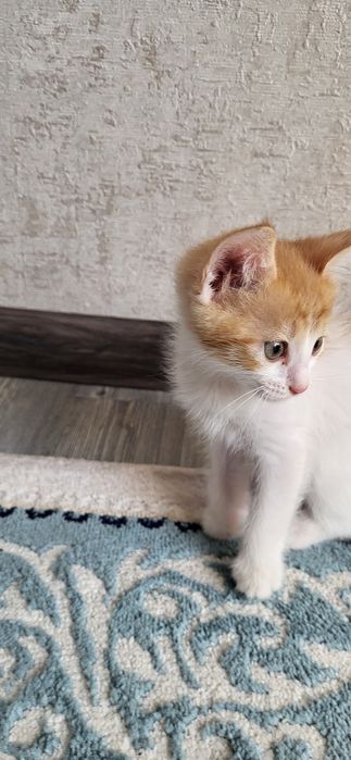 КОТЁНОК (девочка; үргашы) БЕСПЛАТНО