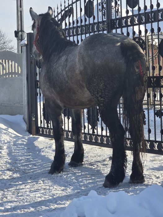 Vând mânză de 3 ani.