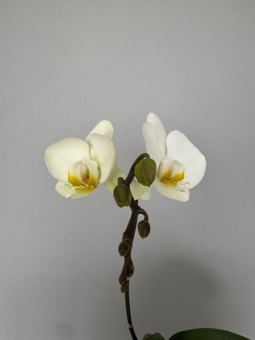 Орхидея фаленопсис, орхидеи