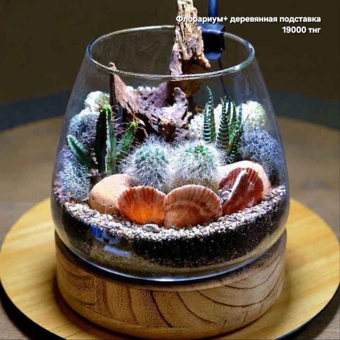 Флорариум, суккуленты