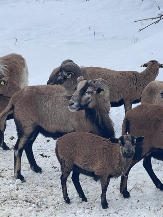 Un berbec si 2 oi de Camerun