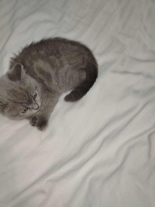 Зоттор мушук сотилади. Карши шаха