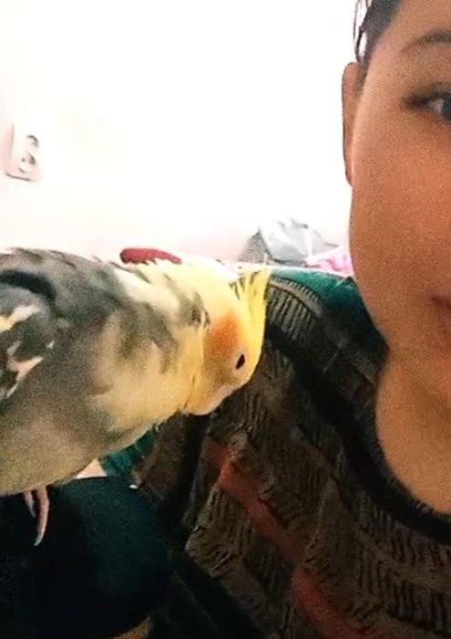 Карелла папугай самец