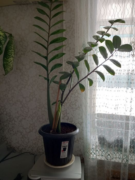 Продам цветы долларовое дерево