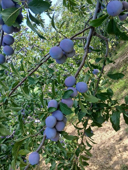 Prune pentru țuica Bogați Arges