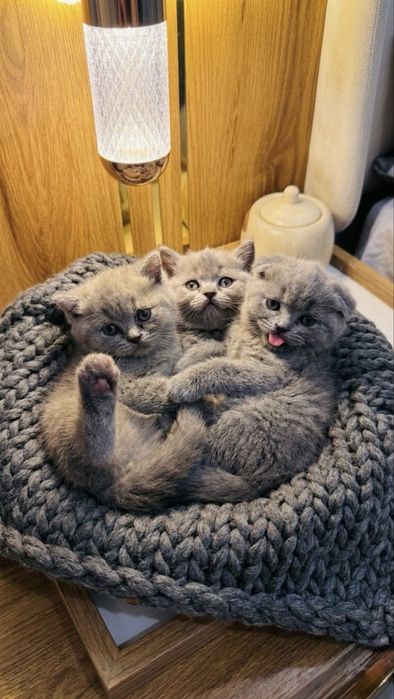 Mushuklar Scottish Straight va Scottish Fold zotdor