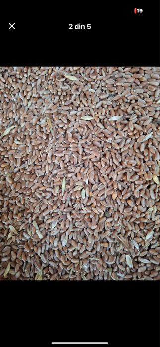 Vând grau recolta 2025