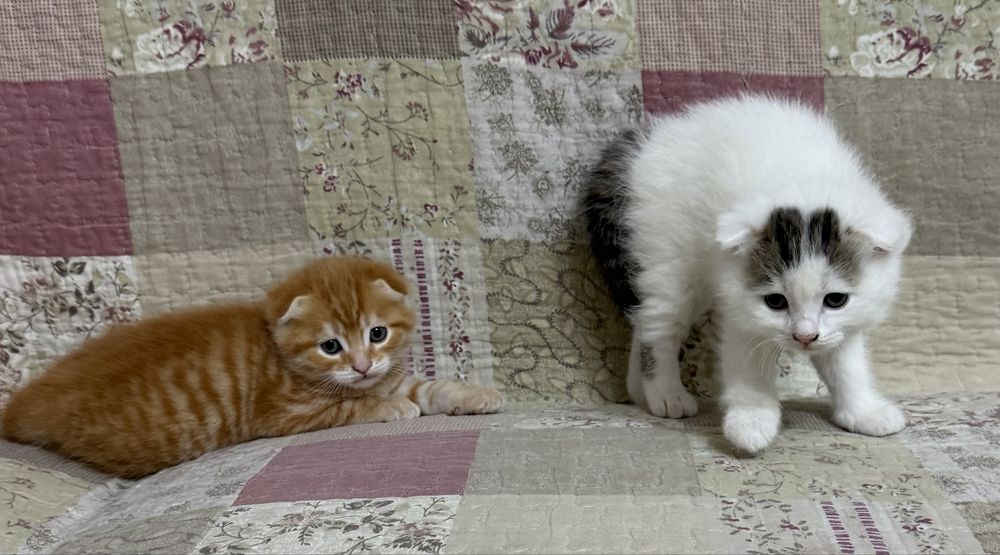 Вислоухие котята Есик