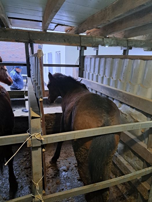 Семиз согымга жылкылар сатылады