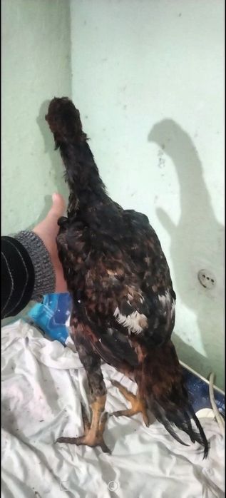 Дакан Жожалар Сотилади!