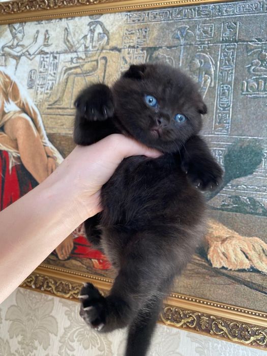 Остался шикарный мальчик шоколадный