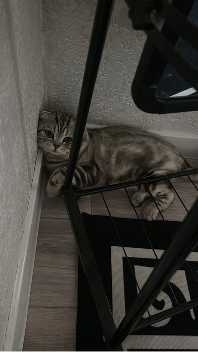 Красивый кот на вязку