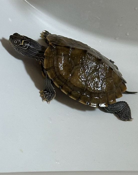 Костенурки Graptemys pseudogeographica