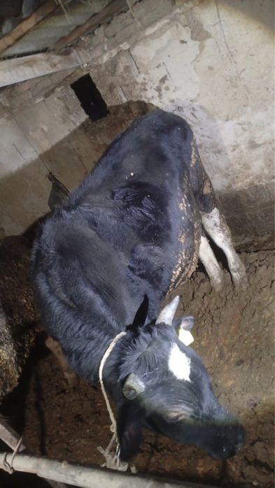 Бычки откормочные