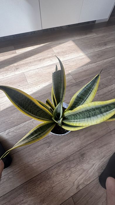 Продам сансевиерию, щучий хвост
