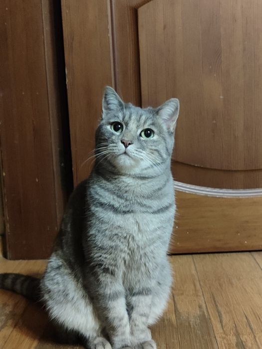 Ищем кошку пропала 29.05