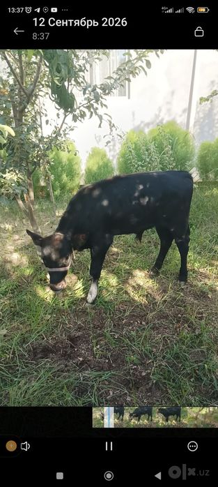 Бузок сотилади. Швед