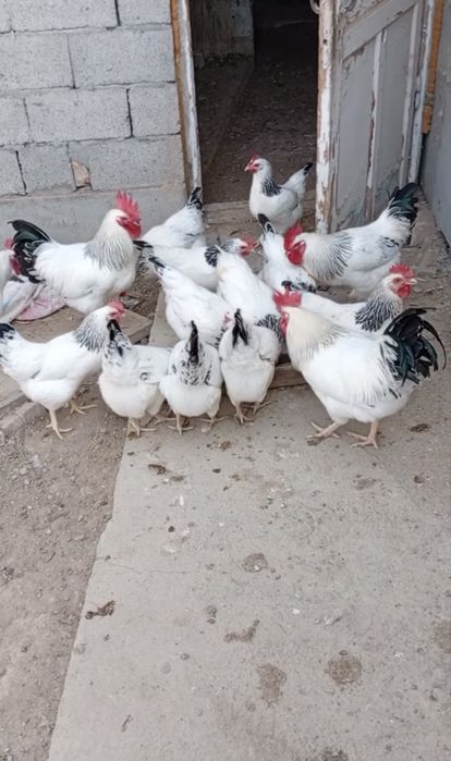 Adler tuxumlari jojalariga zakaz olamiz