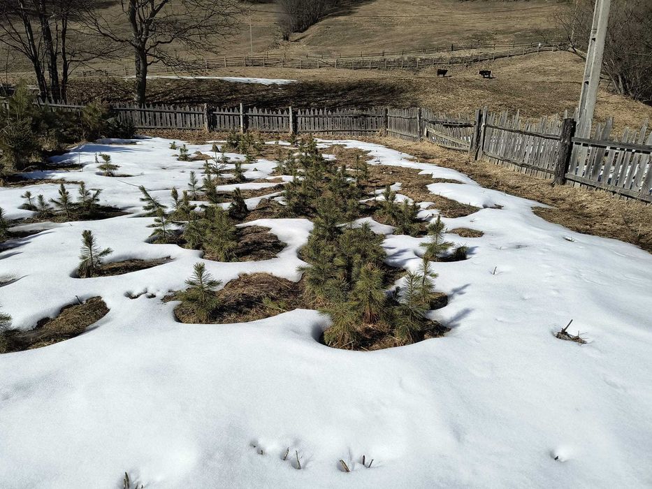 Puieti Zîmbru (Pinus Cembra) 25-40cm