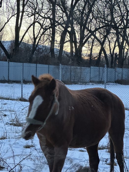 Буаз бие сатылад жуас