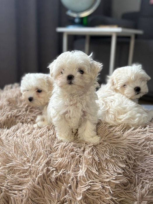 Bichon maltez mini