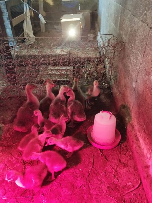 Продаем гусят 15 штук