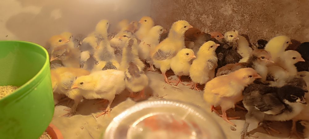 брама жожалари сотилади