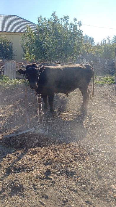 Бордакы буха ,2жас,950 мынг