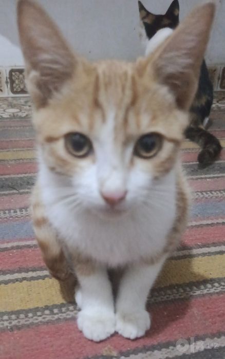 Домашние котята отдам в хорошие руки.