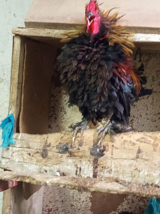 Бентамки карликовые