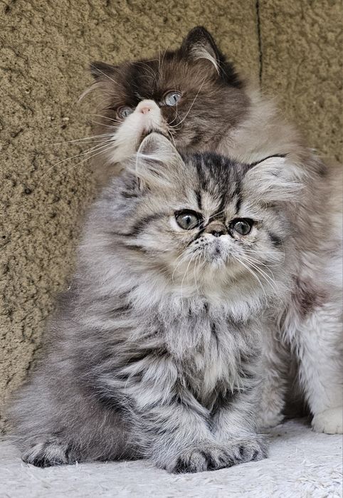 Персийско котенце