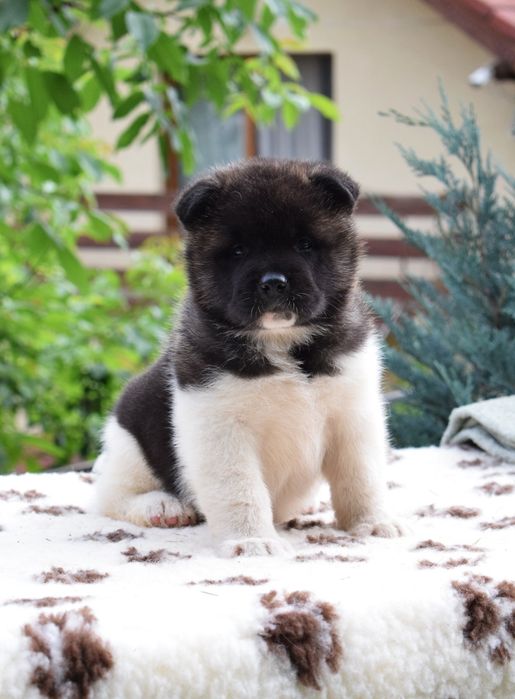 Akita American  cu Pedigree