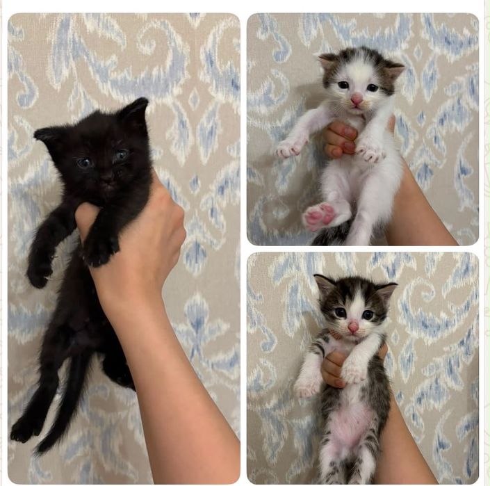 В добрые руки котята
