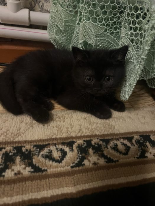 Шотландская кошка