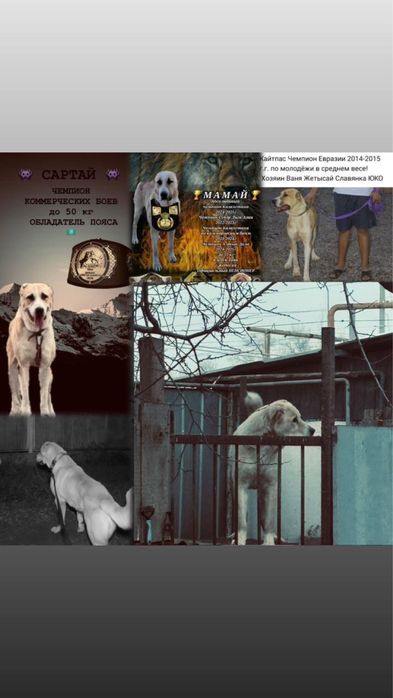 Продам собака 1лет