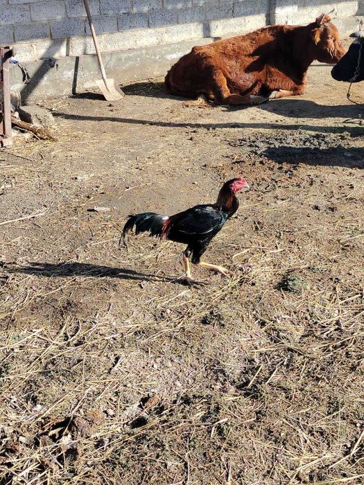 Dakan xoʻroz yaqnda 1yilik boʻladi