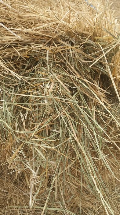 Продам сено  по 15 за рулон