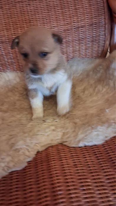 Щенки в добрые руки