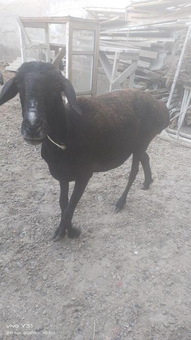 Ona bola qoʻylar bolasi qoʻchqorcha