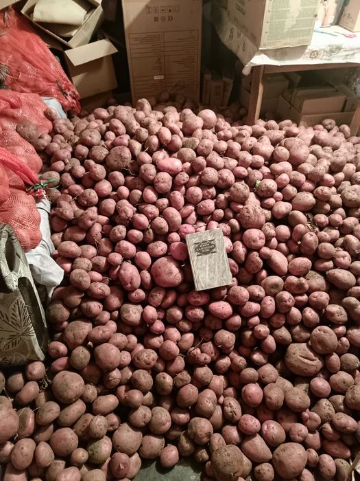 Продам дачный картофель