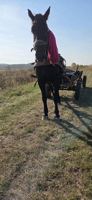 Vând iapă metis de friz
