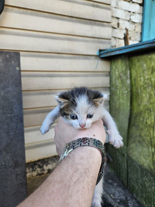 Пристраиваются месячные котята