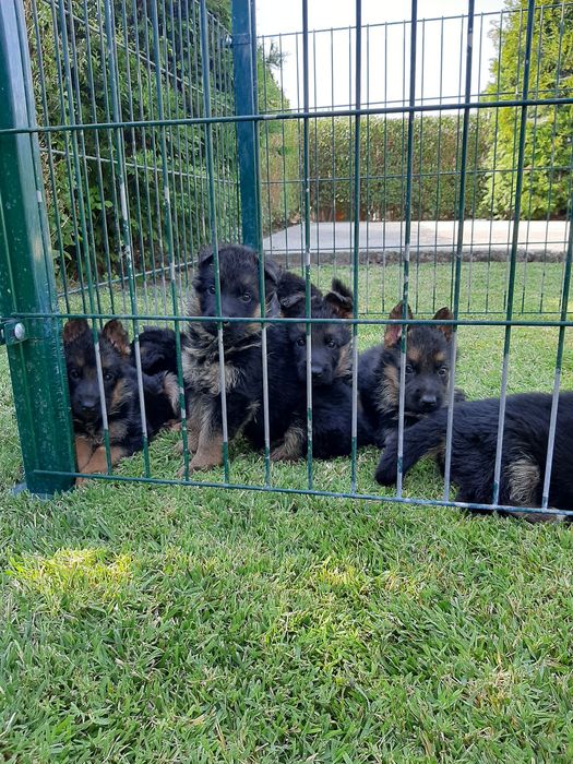 Немски овчарки с родословие