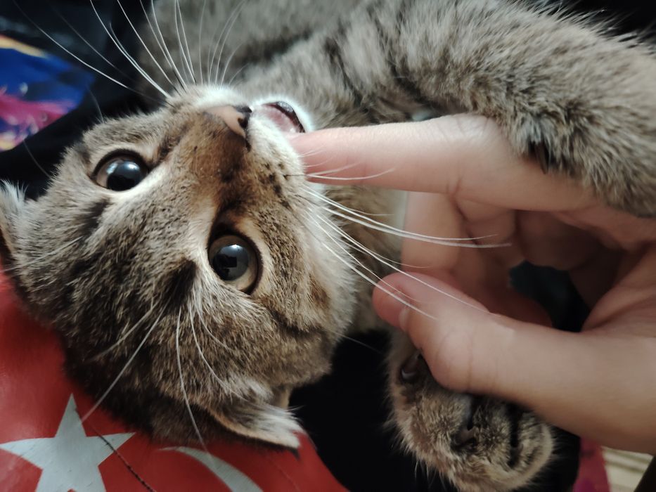 Небольшой кот с возрастом пол года