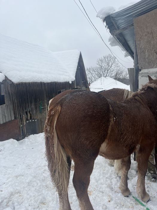 Vând mânz de 6 luni
